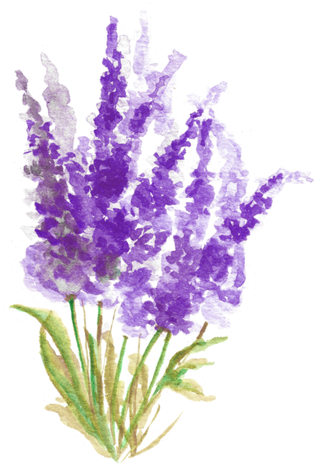 Minyak Lavender Artisan Bogor