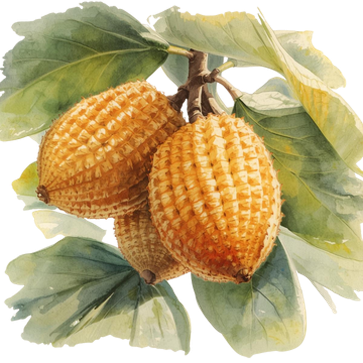 Mentega Tengkawang Kalimantan